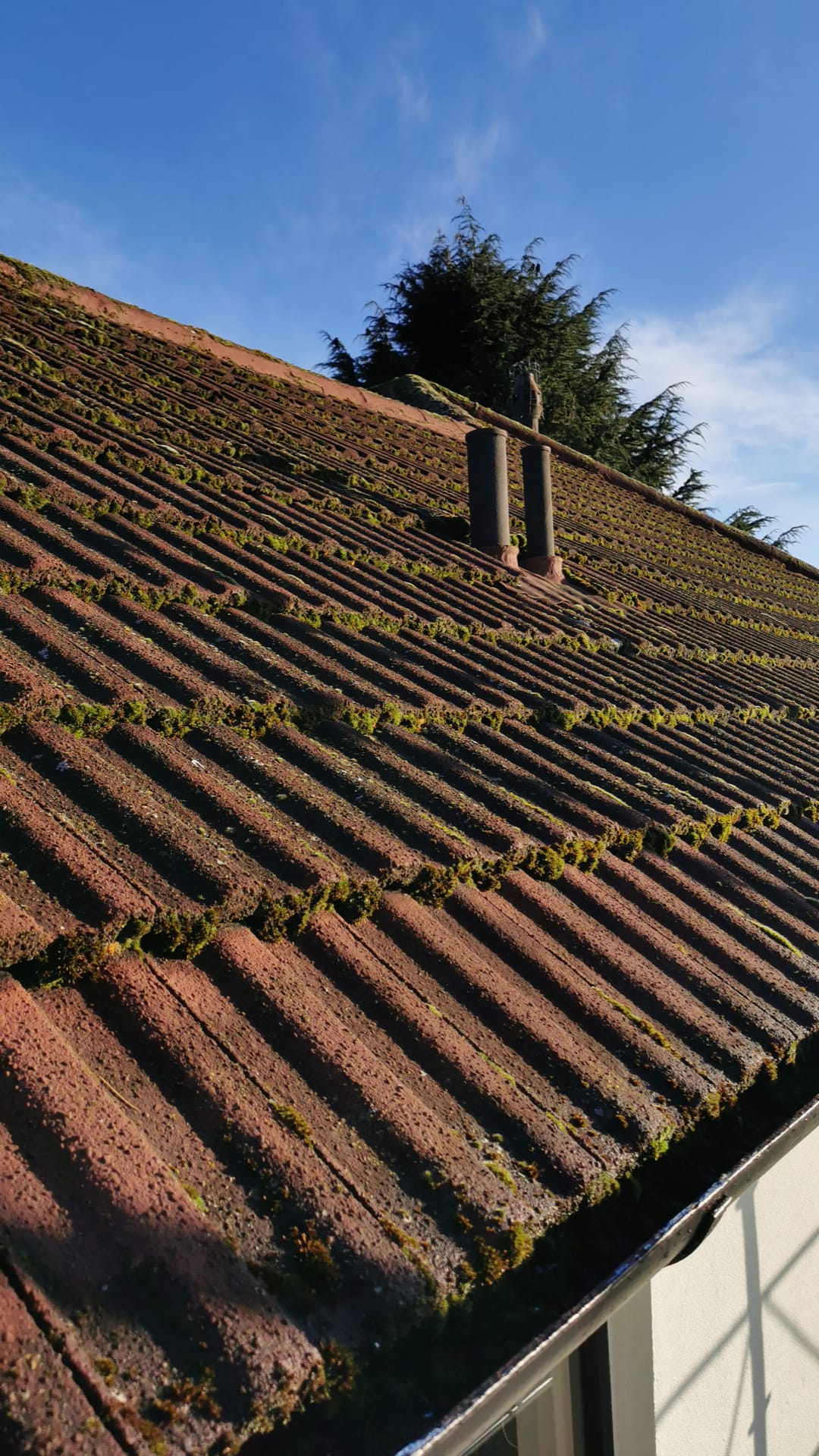 roughcasting Edinburgh on roof with moss growth along tiles